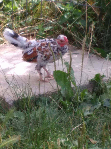 Goluțu - Gat golas pitic