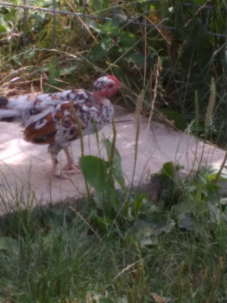 Goluțu - Gat golas pitic