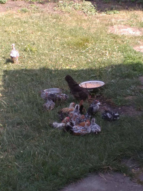  - Pui gaina pitica 2017