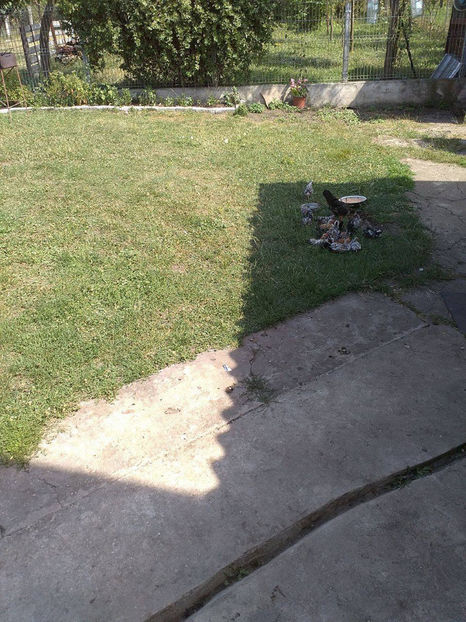  - Pui gaina pitica 2017