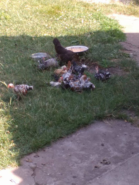  - Pui gaina pitica 2017