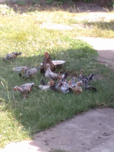  - Pui gaina pitica 2017