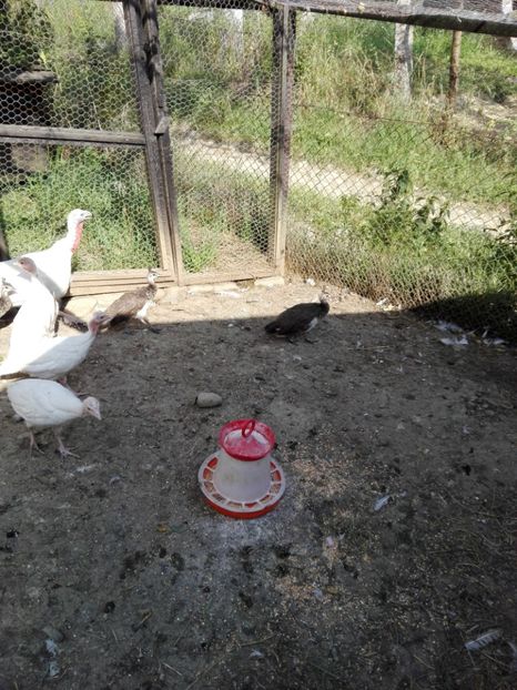  - 9-----------In vizita la popion66