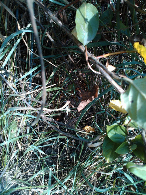 Și-a găsit unde să clocească! - Gaini pitice