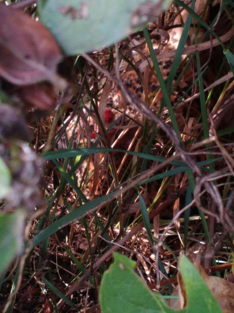 Și-a găsit unde să clocească! - Gaini pitice