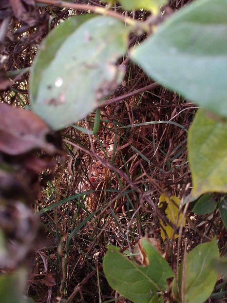 Și-a găsit unde să clocească! - Gaini pitice