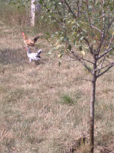  - Pui gaina pitica 2017