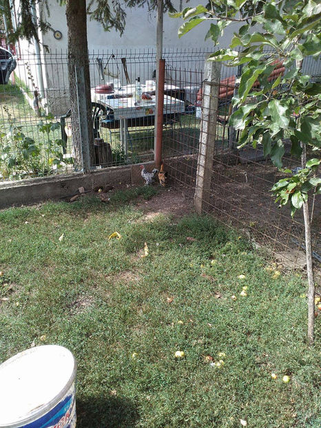  - Pui gaina pitica 2017