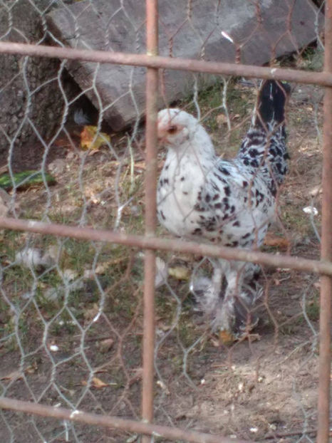  - Pui gaina pitica 2017