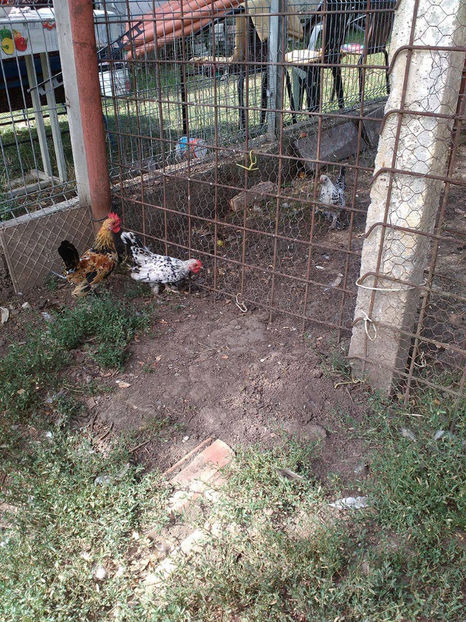  - Pui gaina pitica 2017