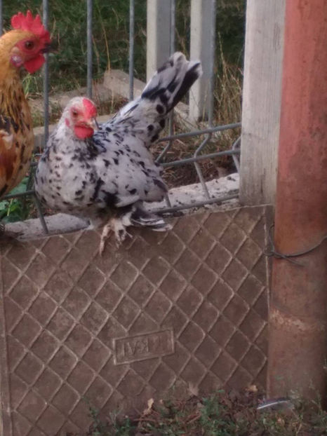  - Pui gaina pitica 2017