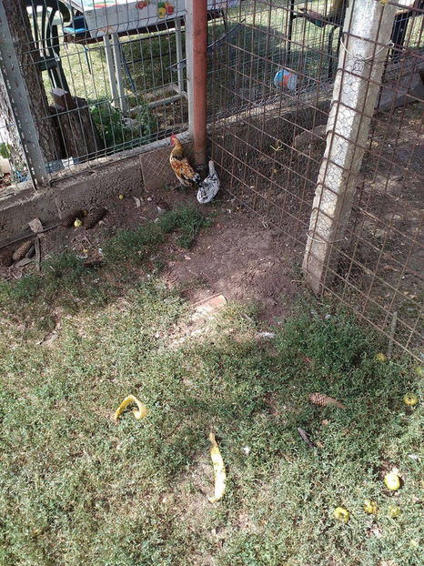  - Pui gaina pitica 2017