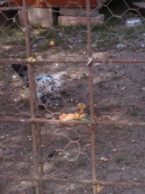  - Pui gaina pitica 2017