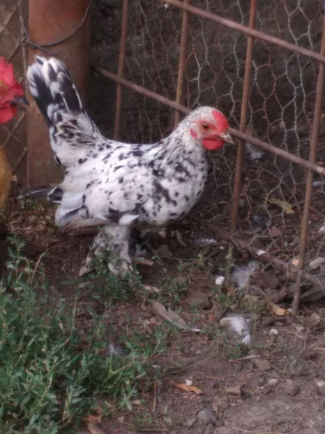  - Pui gaina pitica 2017