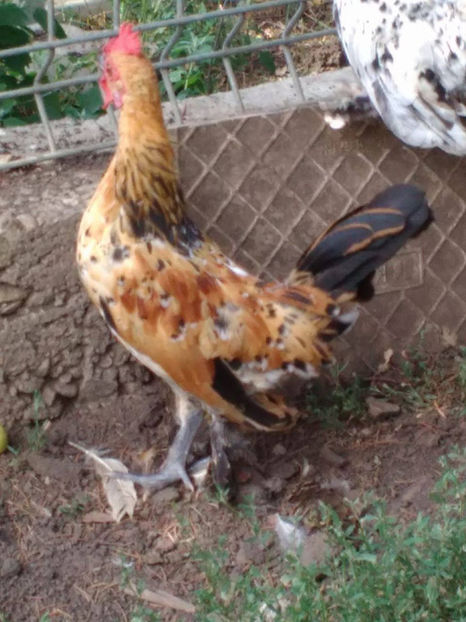  - Pui gaina pitica 2017