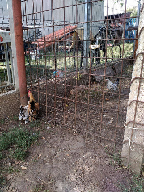  - Pui gaina pitica 2017