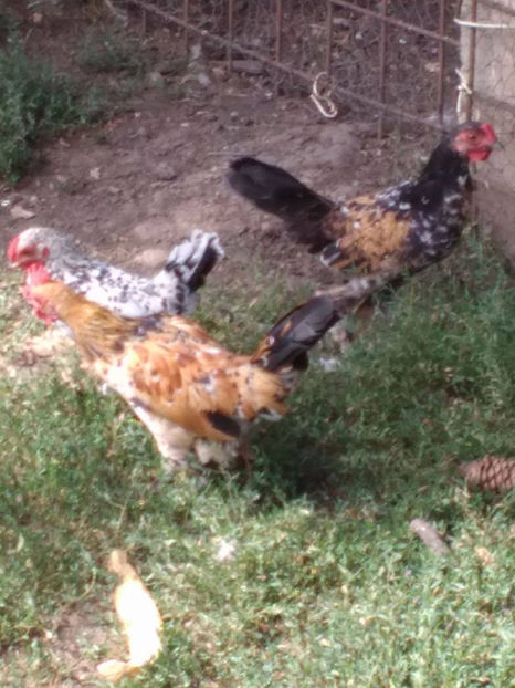  - Pui gaina pitica 2017