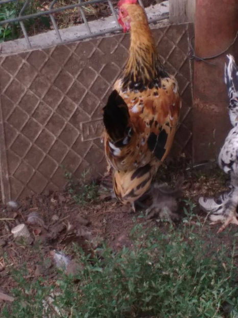  - Pui gaina pitica 2017