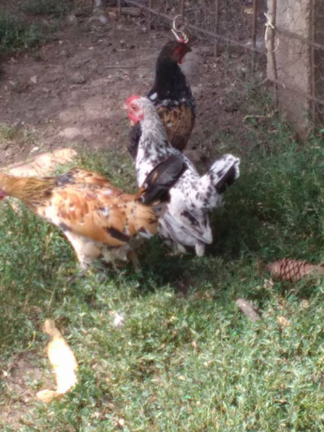  - Pui gaina pitica 2017