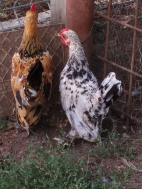  - Pui gaina pitica 2017