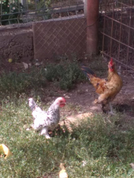  - Pui gaina pitica 2017