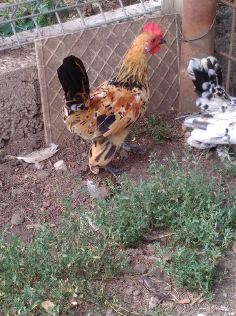  - Pui gaina pitica 2017