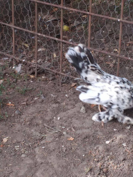  - Pui gaina pitica 2017