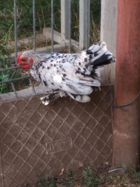  - Pui gaina pitica 2017