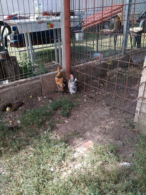  - Pui gaina pitica 2017