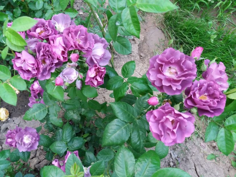  - Princess Sibilla de Luoxembourg