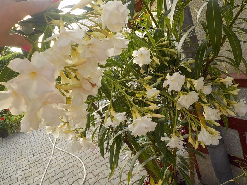  - mont blanc leandru nr 22