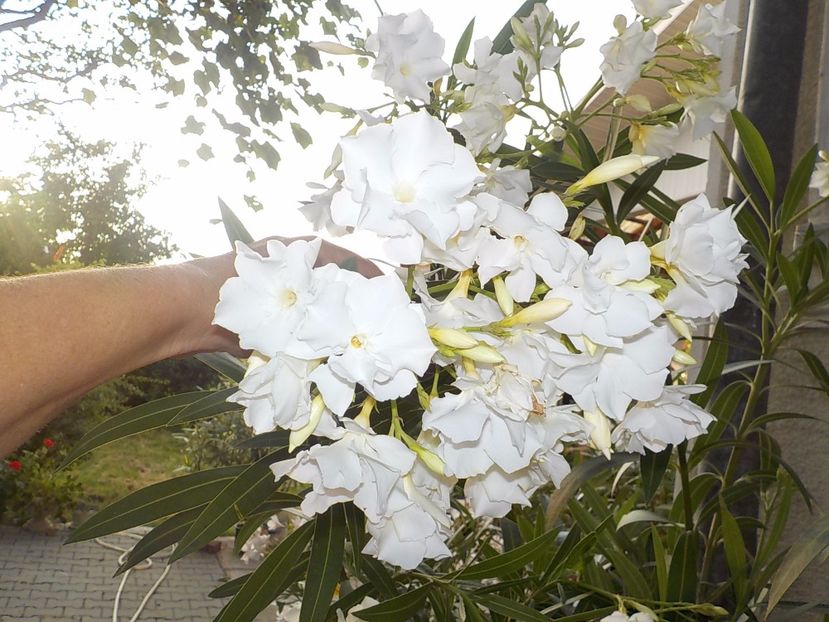  - mont blanc leandru nr 22