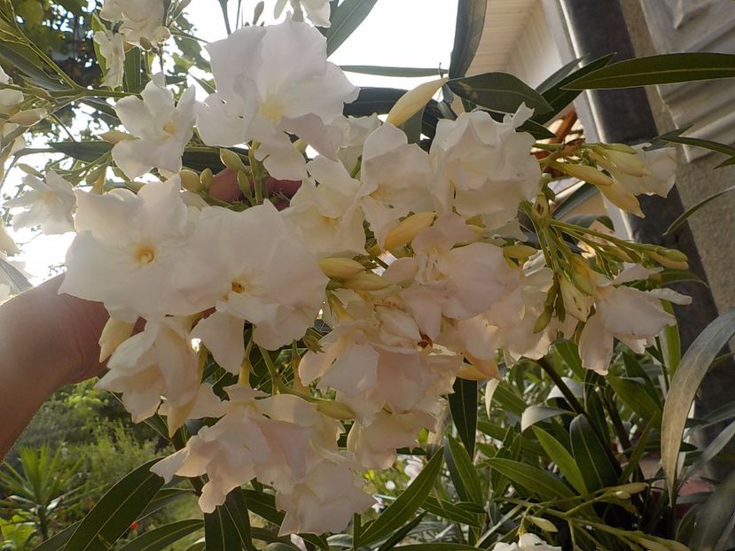  - mont blanc leandru nr 22