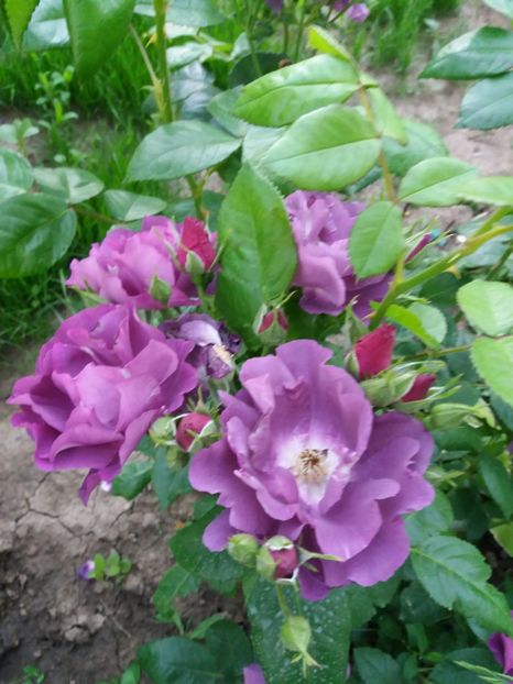  - Princess Sibilla de Luoxembourg