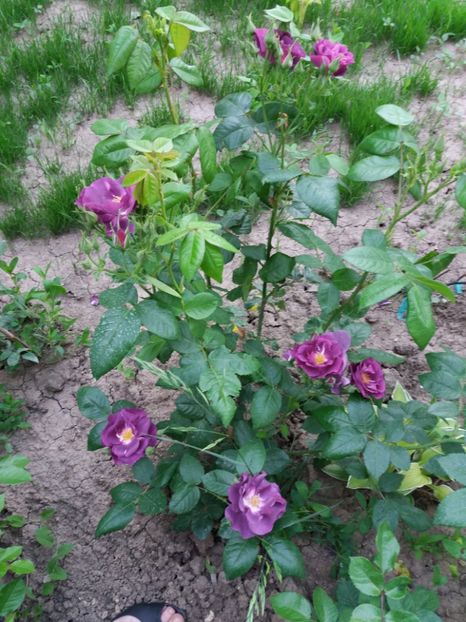  - Princess Sibilla de Luoxembourg