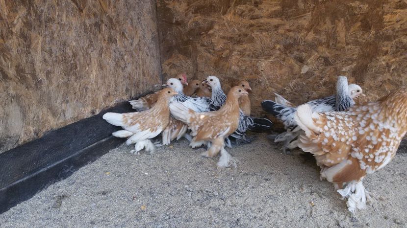  - Pui mii de flori 2017