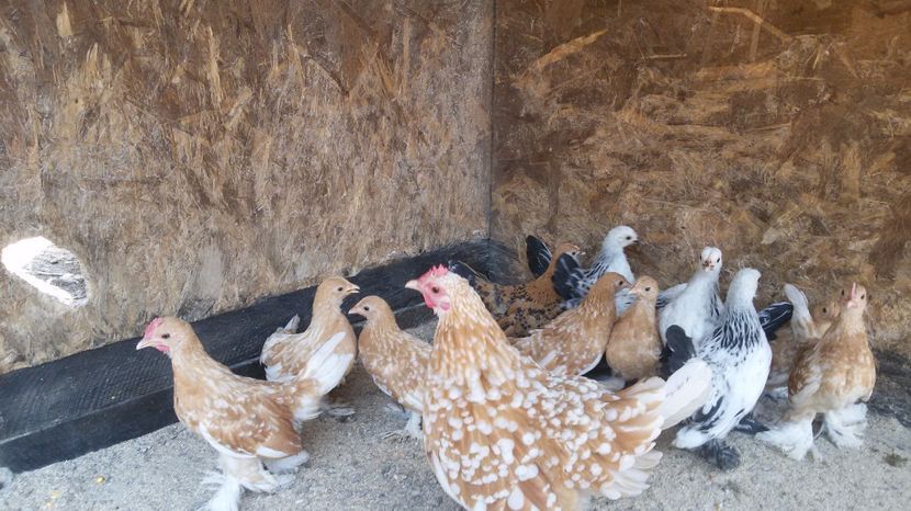  - Pui mii de flori 2017