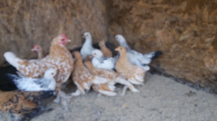  - Pui mii de flori 2017