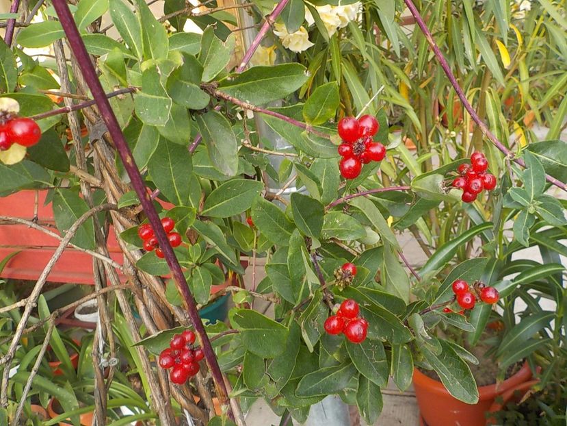  - lonicera