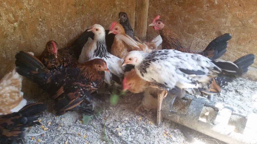  - Pui mii de flori 2017