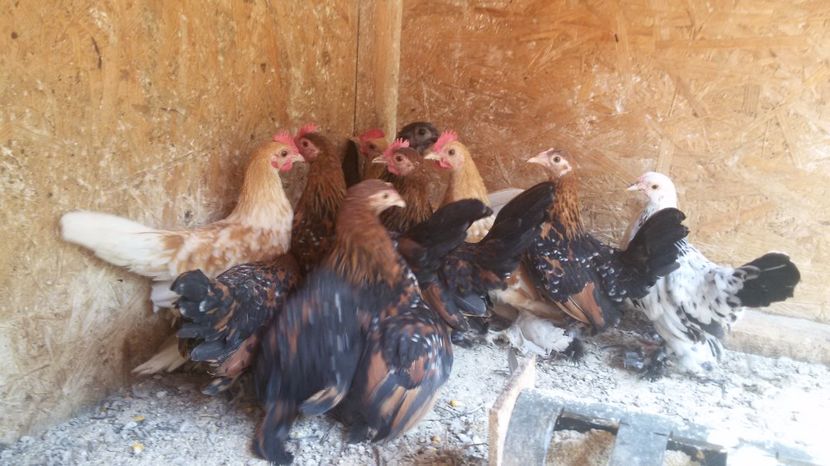  - Pui mii de flori 2017