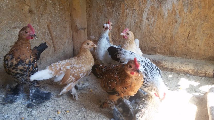  - Pui mii de flori 2017