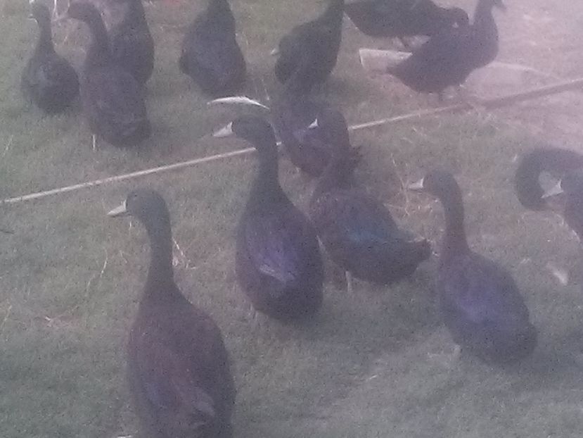 CAM00634 - Rate Cayuga 2017