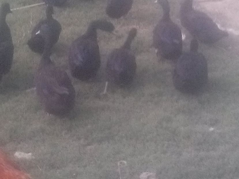 CAM00632 - Rate Cayuga 2017