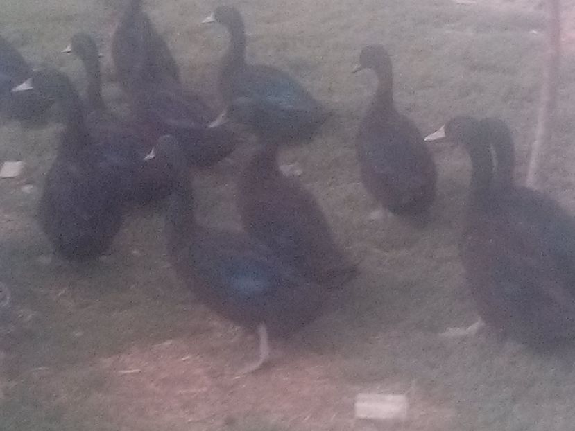 CAM00629 - Rate Cayuga 2017