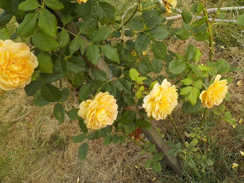  - golden celebration