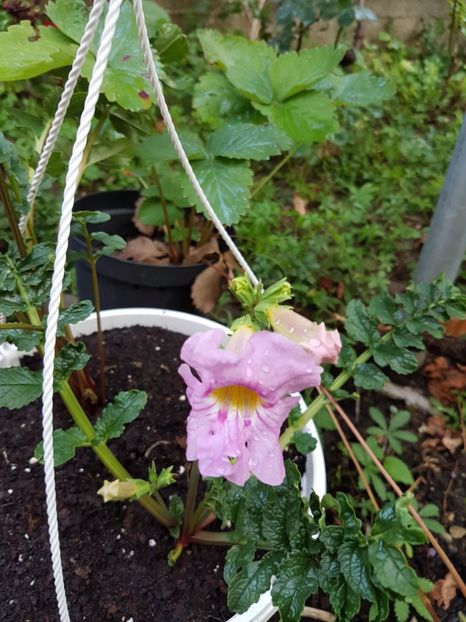  - GLOXINIA de Curte 2017