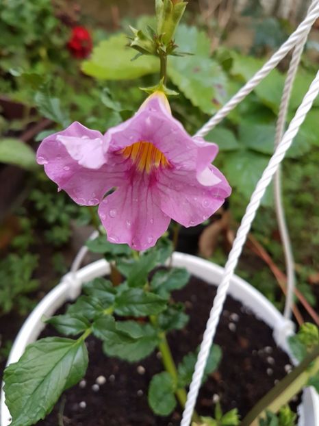 20170720_193047 (1) - GLOXINIA de Curte 2017