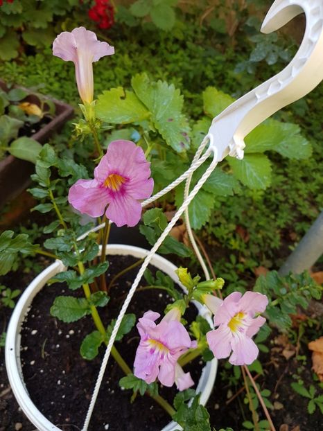  - GLOXINIA de Curte 2017