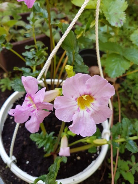  - GLOXINIA de Curte 2017